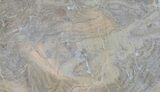 Devonian Stromatolite Slice - Orkney, Scotland (Clearance Price) #61074-1